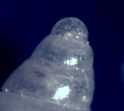 Odostomia da confermare